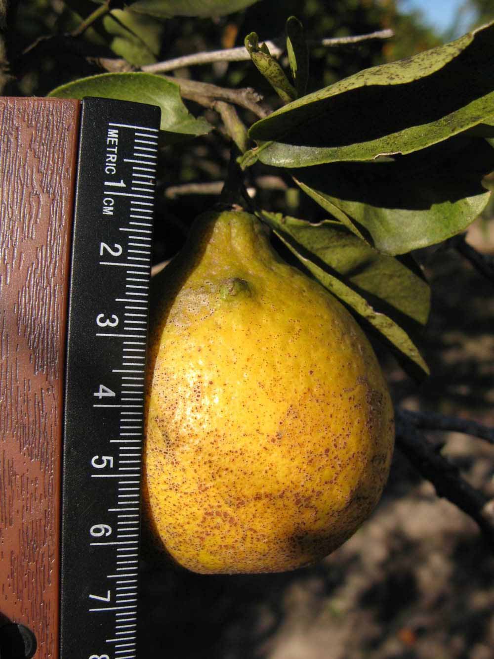            Fruit (Winter Haven, FL)   